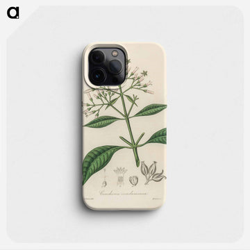 Cinchona condaminea Illustration
 - 薬用植物学 Phone Case.