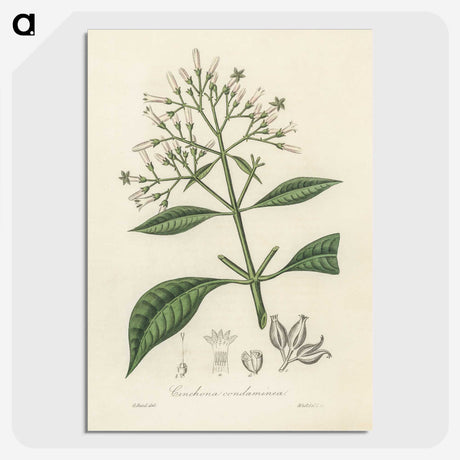 2-38_Medical-Botany_picture-crop