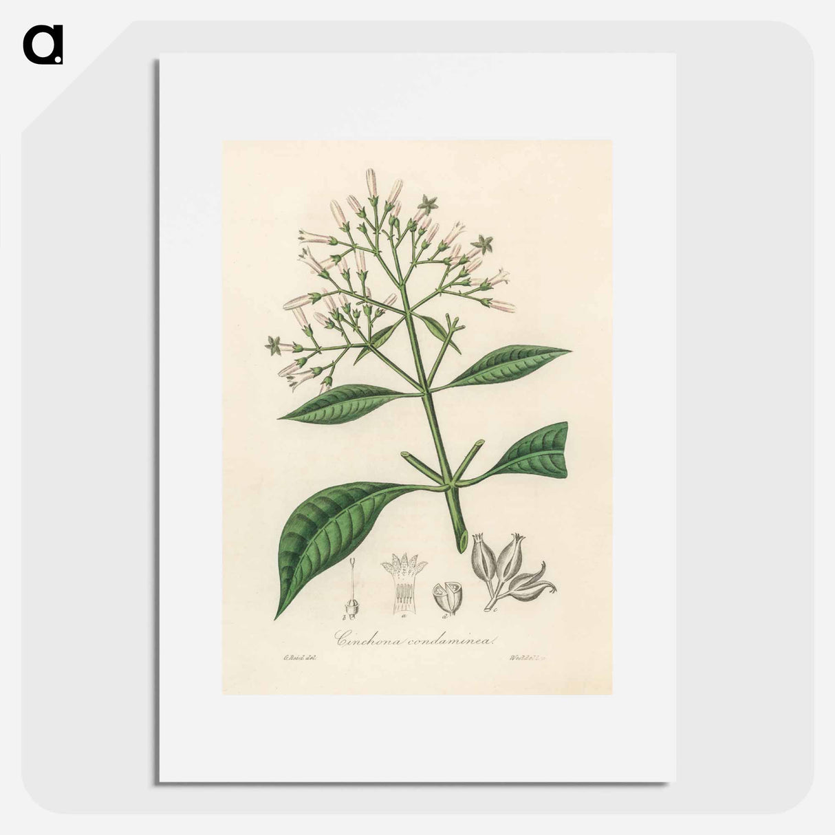 アートポスター-Cinchona condaminea Illustration
 - 薬用植物学 Poster.