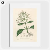 アートポスター-Cinchona condaminea Illustration
 - 薬用植物学 Poster.