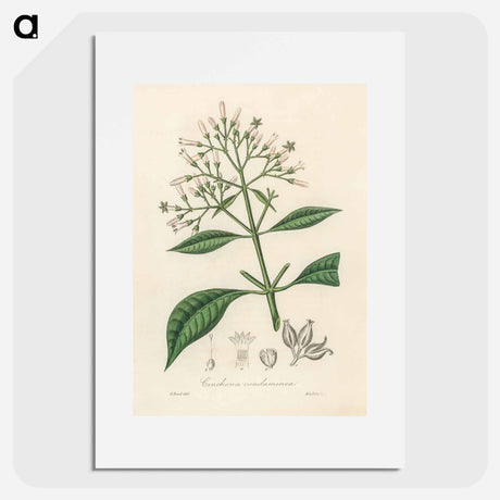 アートポスター-Cinchona condaminea Illustration
 - 薬用植物学 Poster.