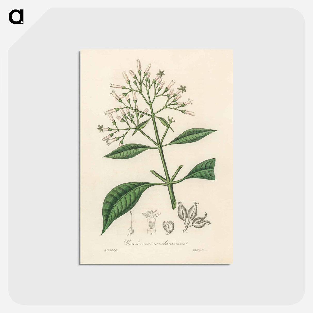 アートポストカード-Cinchona condaminea Illustration
 - 薬用植物学 Postcard.