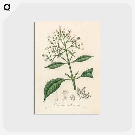 アートポストカード-Cinchona condaminea Illustration
 - 薬用植物学 Postcard.