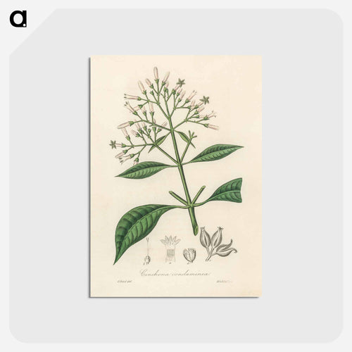Cinchona condominea Illustration
 - Medicinal Botany Postcard.