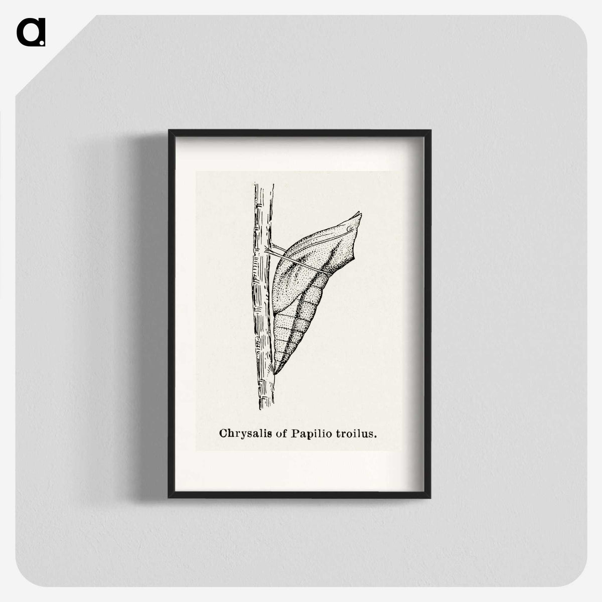 2-38_Moths-and-Butterflies-of-the-United-States_blk