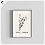 2-38_Moths-and-Butterflies-of-the-United-States_blk