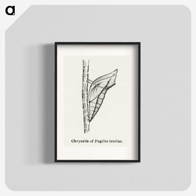 2-38_Moths-and-Butterflies-of-the-United-States_blk