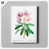 アートパネル-Rhododendron ponticum - ピエール ジョゼフ ルドゥーテ Canvas.