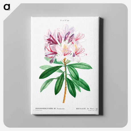 アートパネル-Rhododendron ponticum - ピエール ジョゼフ ルドゥーテ Canvas.