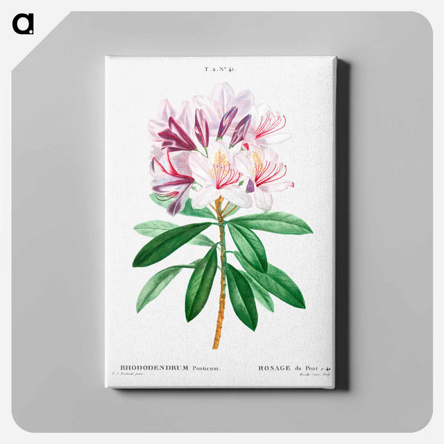 アートパネル-Rhododendron ponticum - ピエール ジョゼフ ルドゥーテ Canvas.