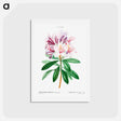 アートポストカード-Rhododendron ponticum - ピエール ジョゼフ ルドゥーテ Postcard.