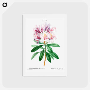 アートポストカード-Rhododendron ponticum - ピエール ジョゼフ ルドゥーテ Postcard.