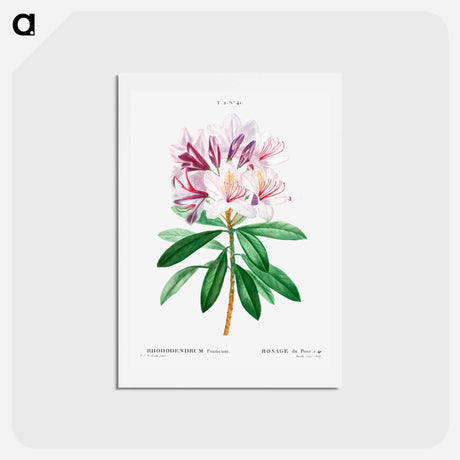 アートポストカード-Rhododendron ponticum - ピエール ジョゼフ ルドゥーテ Postcard.