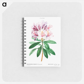 アートメモ帳-Rhododendron ponticum - ピエール ジョゼフ ルドゥーテ Memo.