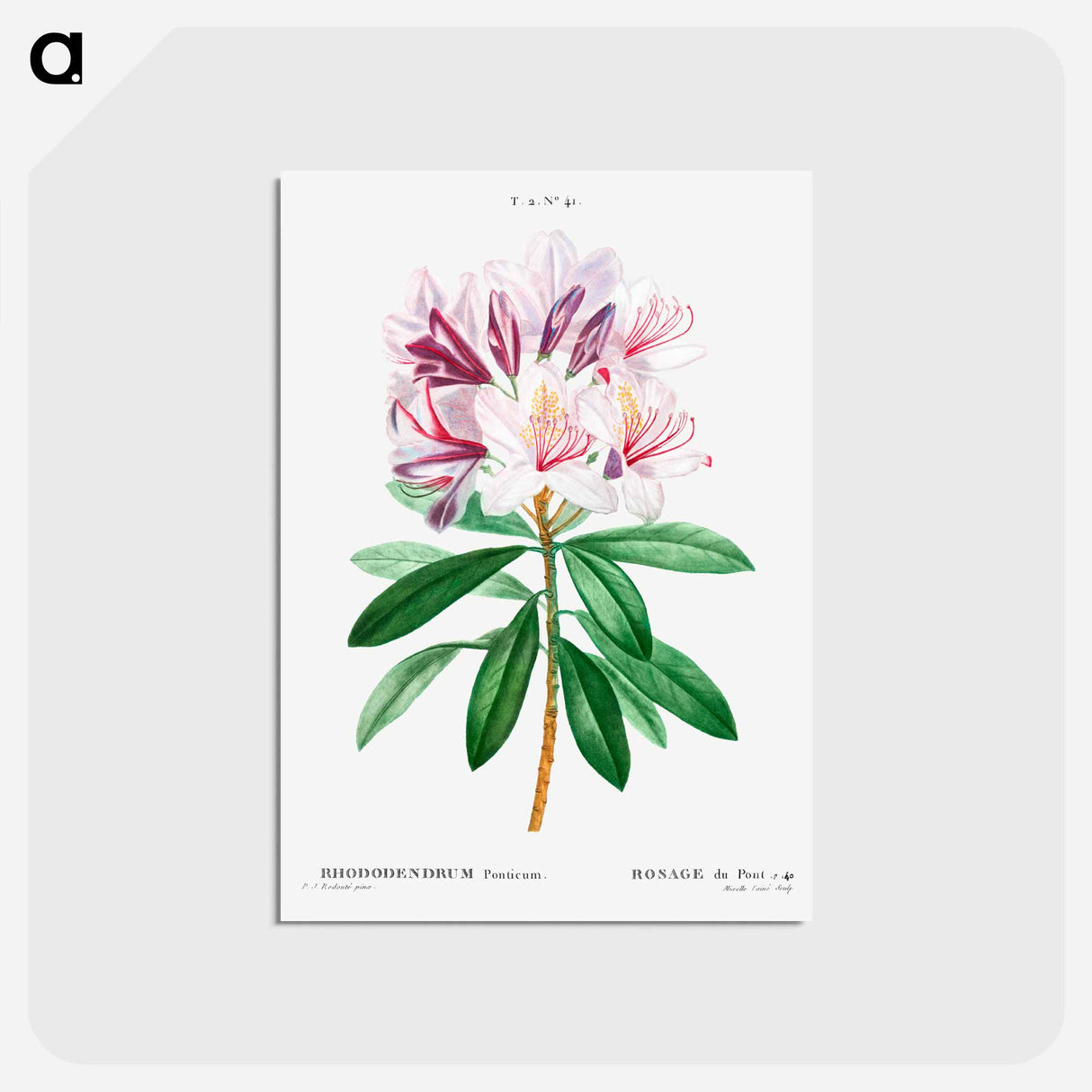 アートポストカード-Rhododendron ponticum - ピエール ジョゼフ ルドゥーテ Postcard.