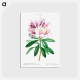 アートポストカード-Rhododendron ponticum - ピエール ジョゼフ ルドゥーテ Postcard.