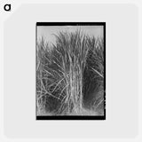 アートポストカード-Sugarcane, New Iberia
 - ラッセル リー Postcard.