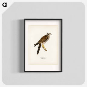アートポスター-Eurasian Sparrowhawk
 - スヴェンスカ フォグラル Poster.