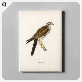 アートパネル-Eurasian Sparrowhawk
 - スヴェンスカ フォグラル Canvas.