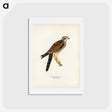 アートポストカード-Eurasian Sparrowhawk
 - スヴェンスカ フォグラル Postcard.