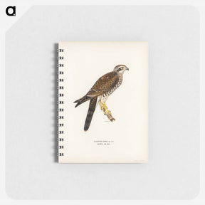 アートメモ帳-Eurasian Sparrowhawk
 - スヴェンスカ フォグラル Memo.