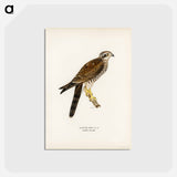 アートポストカード-Eurasian Sparrowhawk
 - スヴェンスカ フォグラル Postcard.