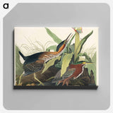 アートパネル-Green Heron from Birds of America
 - アメリカの鳥たち Canvas.