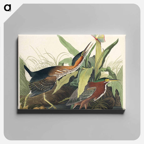 アートパネル-Green Heron from Birds of America
 - アメリカの鳥たち Canvas.