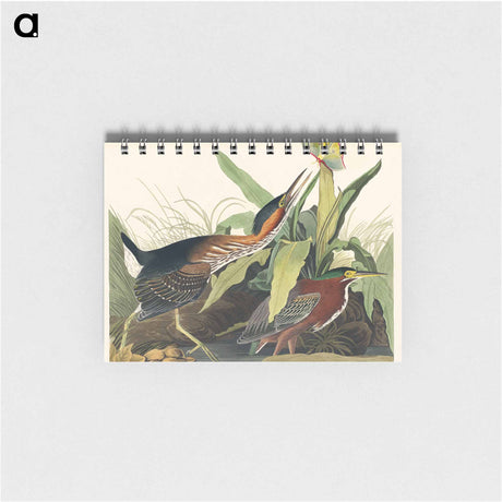 アートメモ帳-Green Heron from Birds of America
 - アメリカの鳥たち Memo.