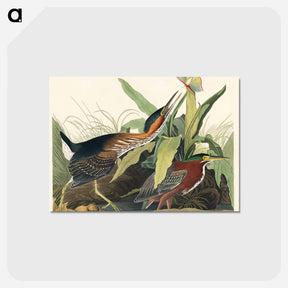 アートポストカード-Green Heron from Birds of America
 - アメリカの鳥たち Postcard.
