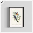 アートポスター-Ash-coloured Cuckoo
 - オーストラリアの鳥 Poster.