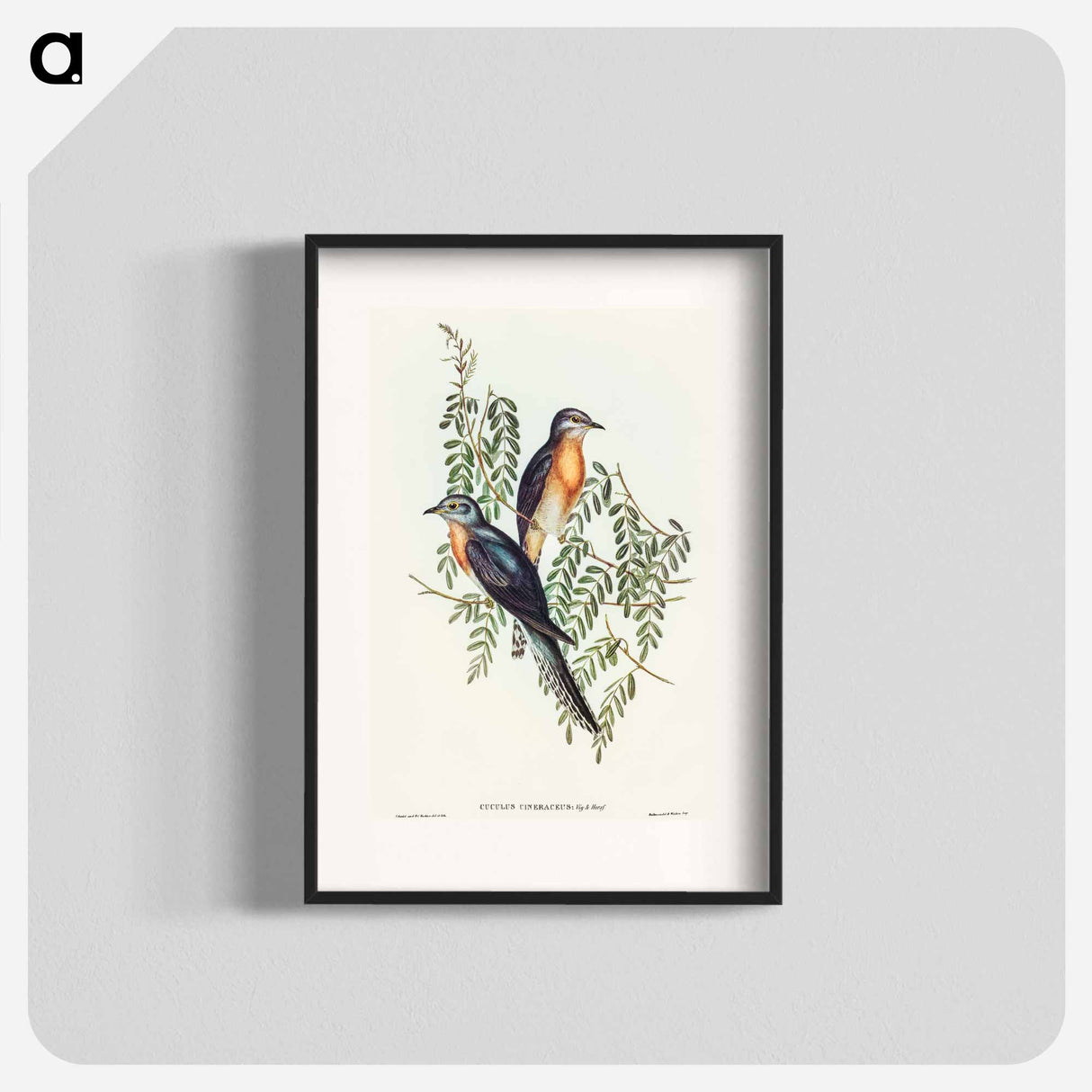 アートポスター-Ash-coloured Cuckoo
 - オーストラリアの鳥 Poster.