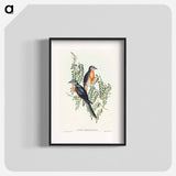 アートポスター-Ash-coloured Cuckoo
 - オーストラリアの鳥 Poster.
