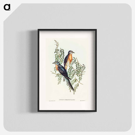 アートポスター-Ash-coloured Cuckoo
 - オーストラリアの鳥 Poster.