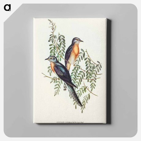アートパネル-Ash-coloured Cuckoo
 - オーストラリアの鳥 Canvas.