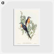 アートポストカード-Ash-coloured Cuckoo
 - オーストラリアの鳥 Postcard.