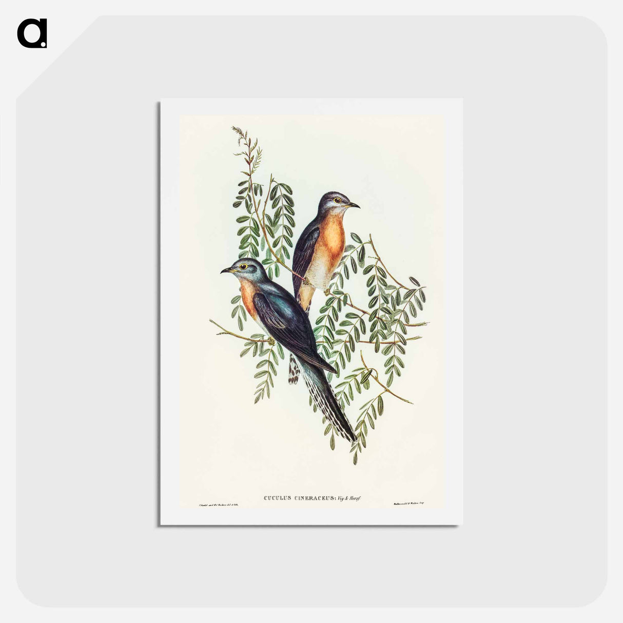 アートポストカード-Ash-coloured Cuckoo
 - オーストラリアの鳥 Postcard.