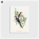 アートポストカード-Ash-coloured Cuckoo
 - オーストラリアの鳥 Postcard.