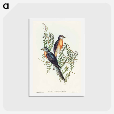 アートポストカード-Ash-coloured Cuckoo
 - オーストラリアの鳥 Postcard.