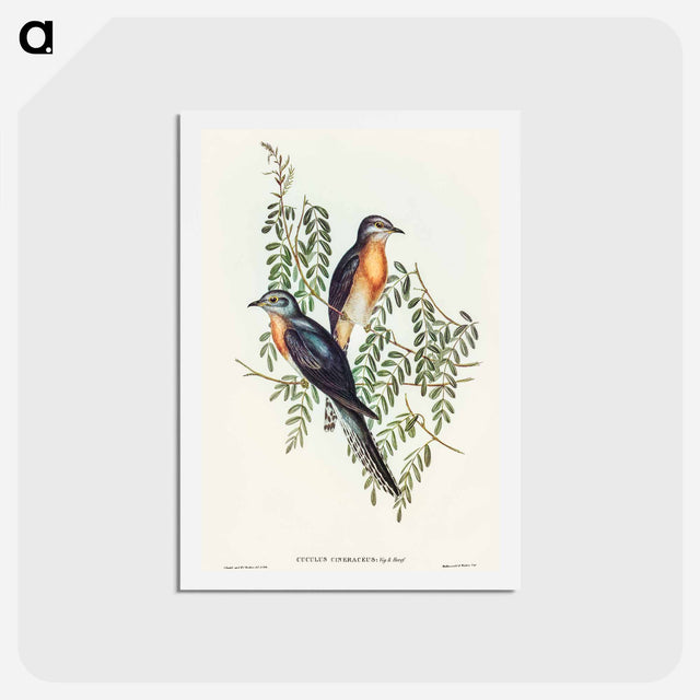 アートポストカード-Ash-coloured Cuckoo
 - オーストラリアの鳥 Postcard.