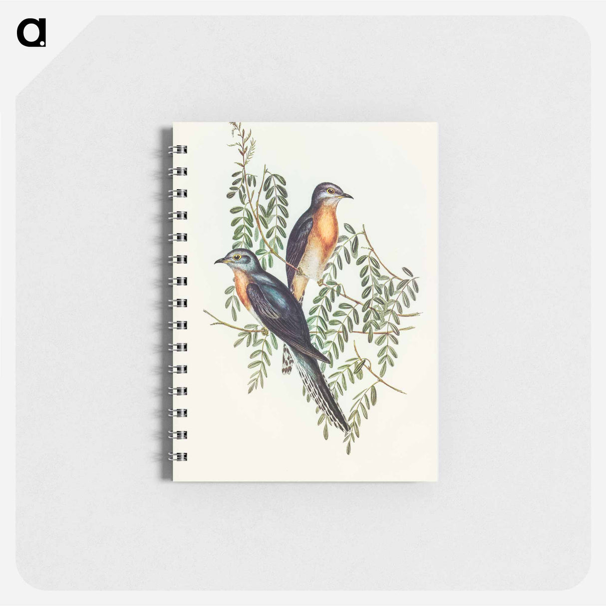 アートメモ帳-Ash-coloured Cuckoo
 - オーストラリアの鳥 Memo.
