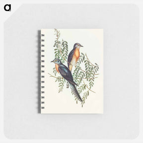 アートメモ帳-Ash-coloured Cuckoo
 - オーストラリアの鳥 Memo.