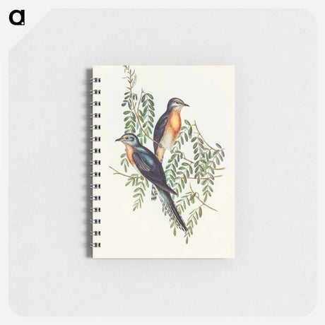 アートメモ帳-Ash-coloured Cuckoo
 - オーストラリアの鳥 Memo.