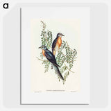 アートポスター-Ash-coloured Cuckoo
 - オーストラリアの鳥 Poster.