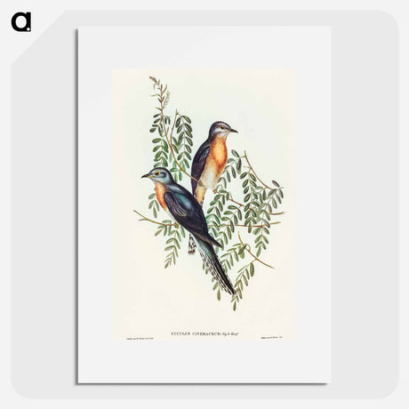 アートポスター-Ash-coloured Cuckoo
 - オーストラリアの鳥 Poster.