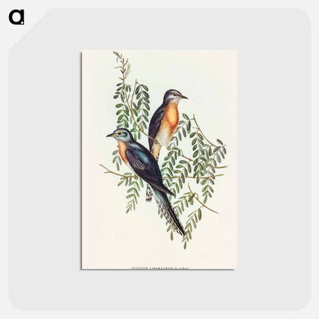 アートポストカード-Ash-coloured Cuckoo
 - オーストラリアの鳥 Postcard.
