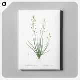 2-38_The-Lilies_canvas