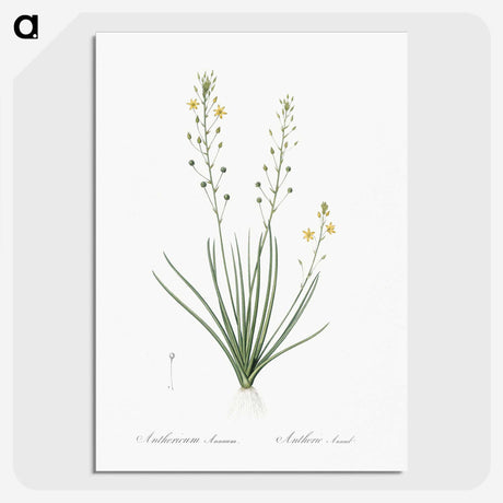 2-38_The-Lilies_picture-crop