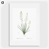 2-38_The-Lilies_picture
