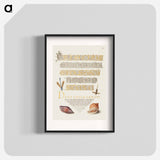 アートポスター-Damselfly, Insect, and Marine Mollusks
 - 書道のお手本 Poster.